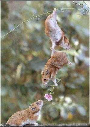 囧图片之老鼠求爱