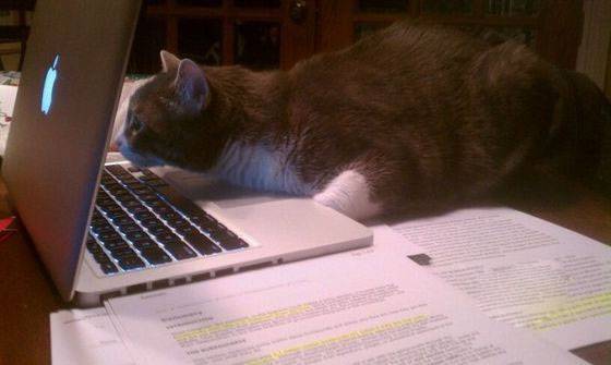 世界上奇葩猫咪图片