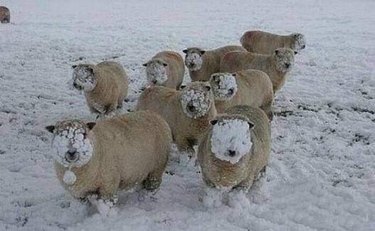 动物爆笑图片之苦逼的绵羊