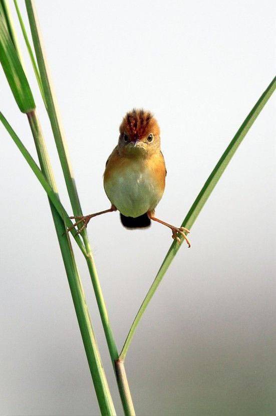 动物爆笑图片之鸟儿也会劈叉