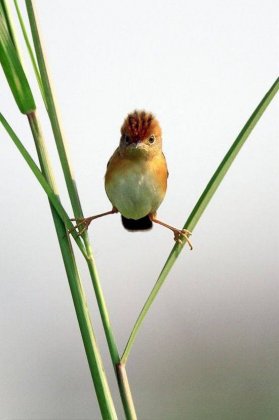 动物爆笑图片之鸟儿也会劈叉