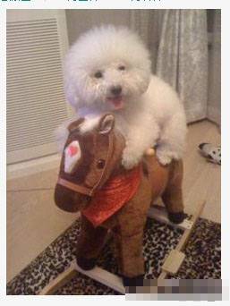 二货狗狗搞笑图片之我的小毛驴