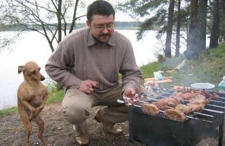 动物爆笑图片之我要吃肉