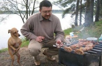 动物爆笑图片之我要吃肉