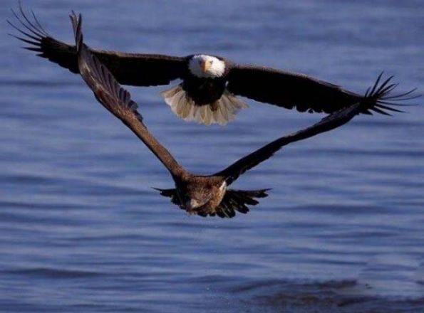 雷人搞笑图片之鸟儿版泰坦尼克号