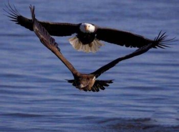 雷人搞笑图片之鸟儿版泰坦尼克号