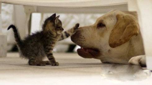 爆笑囧图集之和谐相处