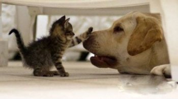 爆笑囧图集之和谐相处