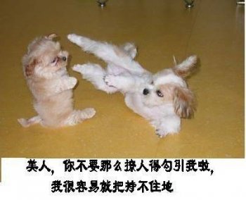 搞笑动物集锦之美腿诱惑