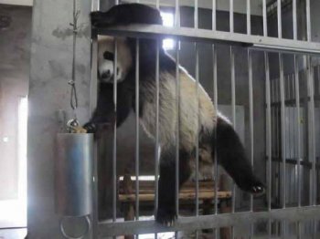 动物爆笑图片之功夫熊猫越狱啦