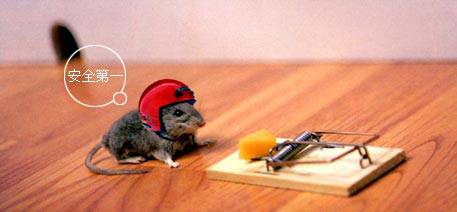 动物可爱爆笑图之安全第一