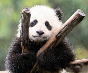 动物搞笑萌照之我要一个家