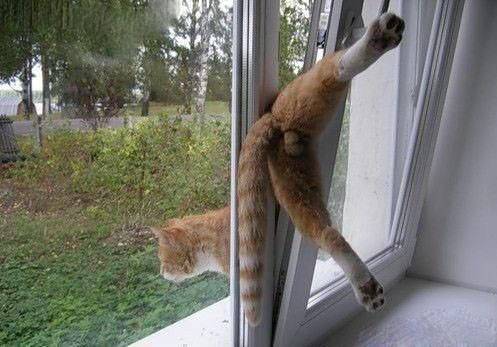 二货动物图片之主人我被卡住了