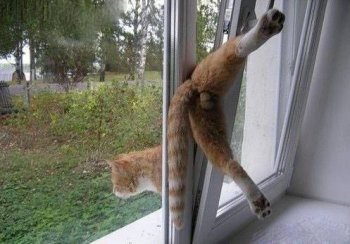 二货动物图片之主人我被卡住了