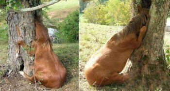 动物搞笑瞬间之贪玩的小马驹