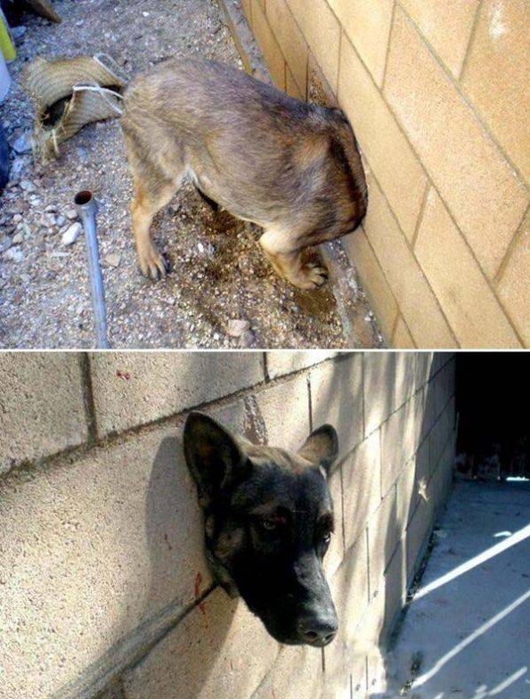 狗狗爆笑图片之钻狗洞的悲剧