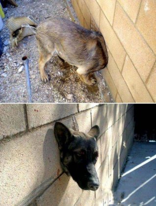 狗狗爆笑图片之钻狗洞的悲剧