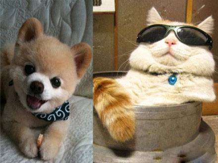 动物囧图搞笑图片之潮爷范