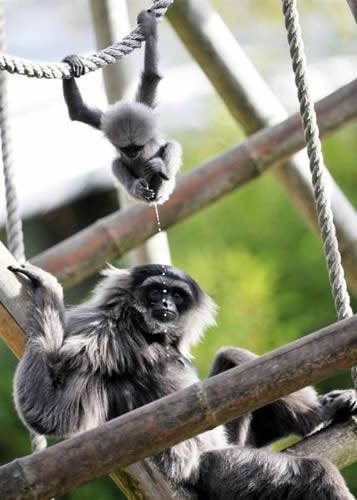动物爆笑图片之下雨了