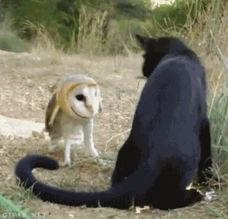 动物gif搞笑图之小样敢惹我