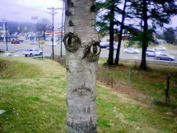 ps恶搞图素材之成精的树