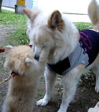 动物搞笑内涵图之狗哥不要哭