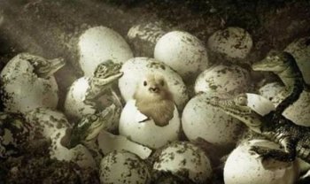 搞笑亮点图片之出生搞错地方了