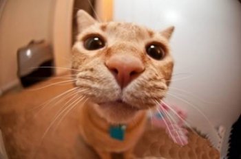 猫咪爆笑自拍图片