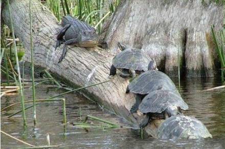 动物恶搞图片之忍者神龟原型