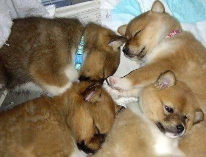 可爱动物搞笑图之睡不着