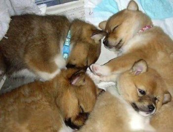 可爱动物搞笑图之睡不着