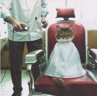 动物搞笑瞬间图片之我是宇宙帅猫