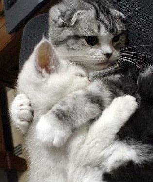 猫咪搞怪图片之有我在