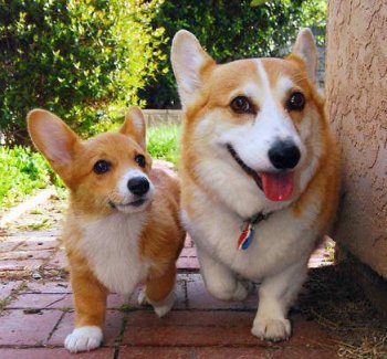 狗狗搞怪图片惹人发笑