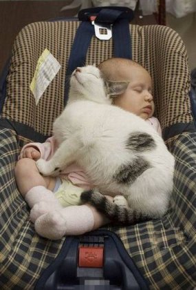 猫咪搞怪自拍之我爱我的小主人