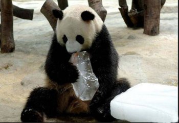 动物搞怪图片之我要降暑