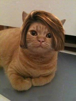 动物囧图搞笑发型图片