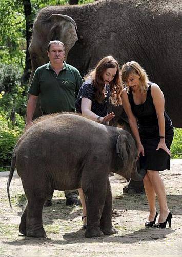 搞怪动物图片之粘人的小象