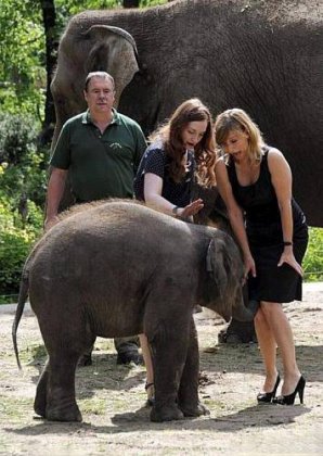 搞怪动物图片之粘人的小象