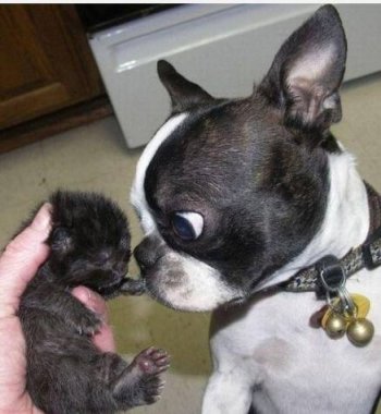 动物爆笑趣图之这货是我儿子