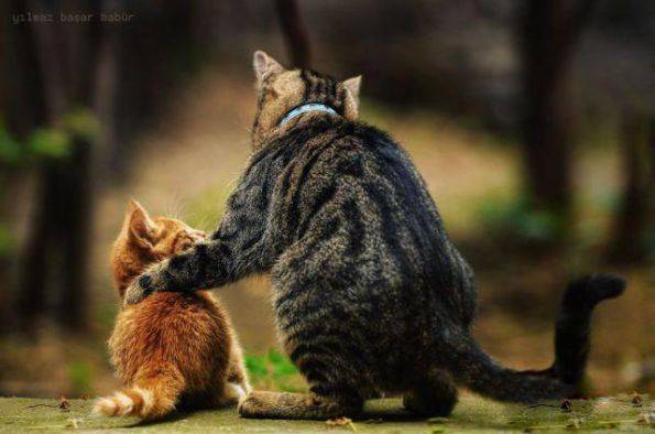 动物囧图图片之你要听话哟