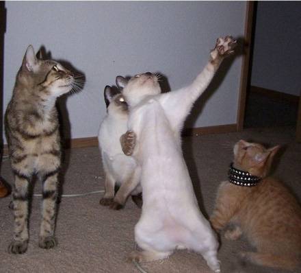 爆笑雷人图片之摇滚之星