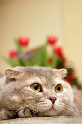 二货猫咪图片呆萌好玩