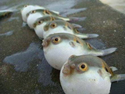 动物爆笑趣图之愤怒的小鱼