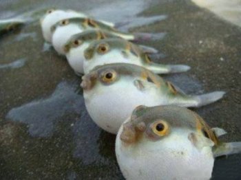 动物爆笑趣图之愤怒的小鱼