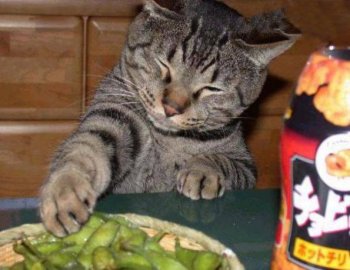 猫咪搞怪表情之偷吃