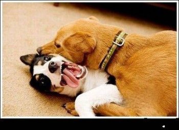 搞笑吐槽图片之快放开我