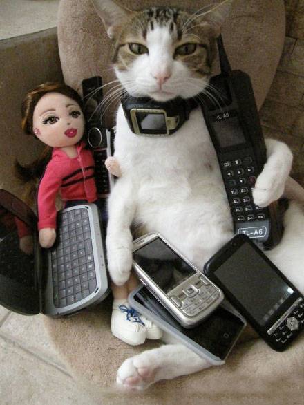 猫咪搞怪图片之我是大款啊