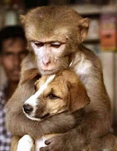 动物邪恶图片之不想失去你