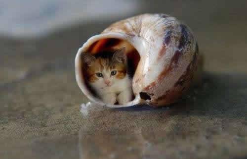 二货猫咪图片之我也要蜗居